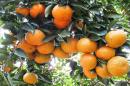 GIẢI PHÁP PHỤC HỒI, PHÁT TRIỂN BỀN VỮNG CÂY CÓ MÚI - 9. Thực trạng về giống cam, bưởi tại một số tỉnh trồng tập trung ở phía Bắc